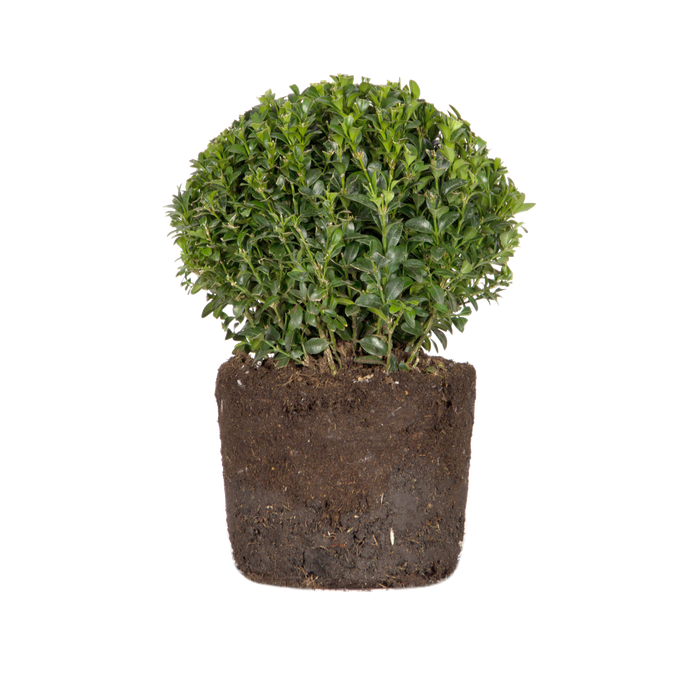 Buxus sempervirens